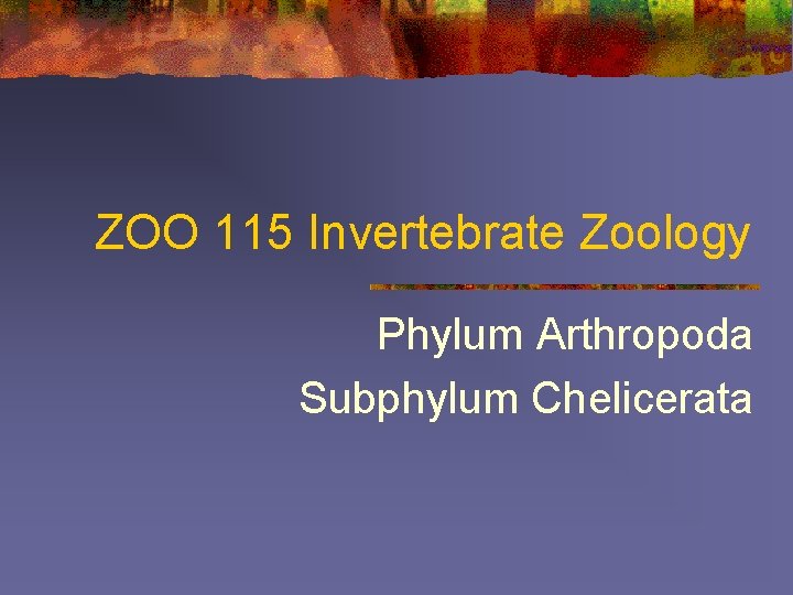 ZOO 115 Invertebrate Zoology Phylum Arthropoda Subphylum Chelicerata 