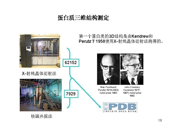 蛋白质三维结构测定 第一个蛋白质的3 D结构是由Kendrew和 Perutz于1958使用X-射线晶体衍射法测得的。 62152 X-射线晶体衍射法 7929 Max Ferdinand Perutz (1914 -2002) nobel prize