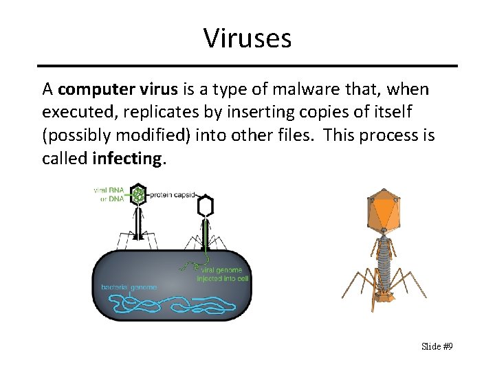 Viruses A computer virus is a type of malware that, when executed, replicates by