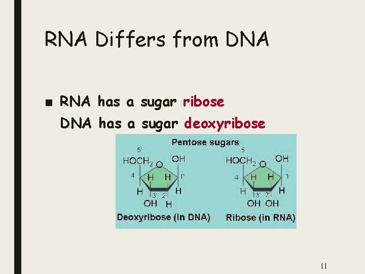 RNA Differs from DNA ■ RNA has a sugar ribose DNA has a sugar