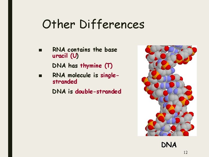 Other Differences ■ RNA contains the base uracil (U) DNA has thymine (T) ■