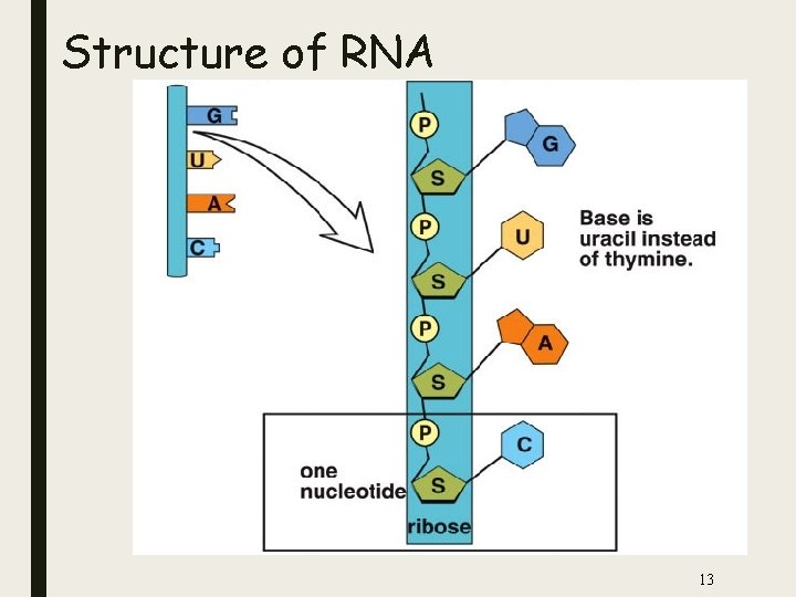 Structure of RNA 13 