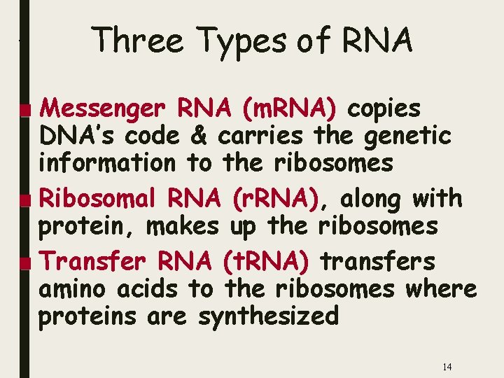 . Three Types of RNA ■ Messenger RNA (m. RNA) copies DNA’s code &