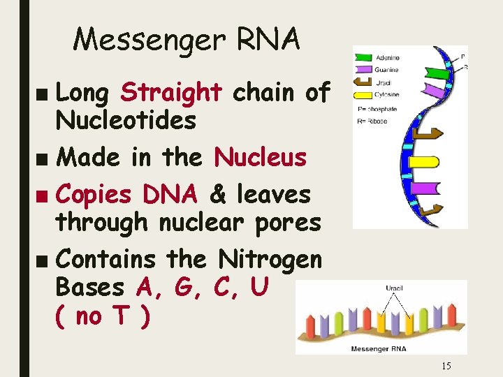 Messenger RNA ■ Long Straight chain of Nucleotides ■ Made in the Nucleus ■