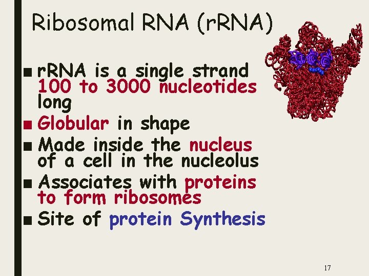 Ribosomal RNA (r. RNA) ■ r. RNA is a single strand 100 to 3000