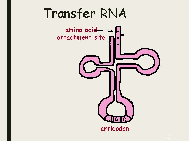 Transfer RNA amino acid attachment site U A C anticodon 19 