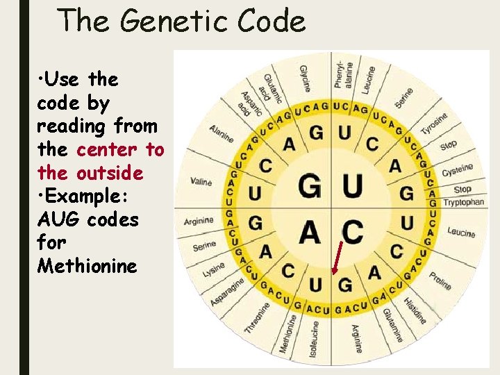 The Genetic Code • Use the code by reading from the center to the