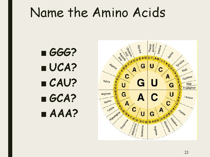 Name the Amino Acids ■ GGG? ■ UCA? ■ CAU? ■ GCA? ■ AAA?