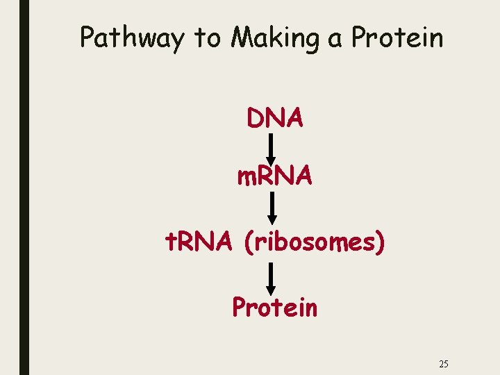 Pathway to Making a Protein DNA m. RNA t. RNA (ribosomes) Protein 25 