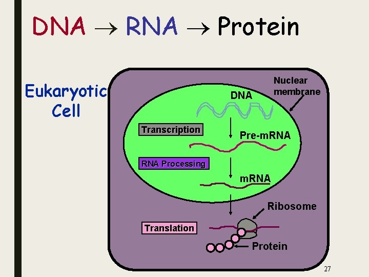 DNA RNA Protein Eukaryotic Cell Nuclear membrane DNA Transcription Pre-m. RNA Processing m. RNA