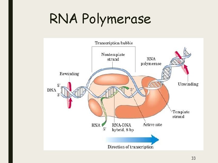 RNA Polymerase 33 