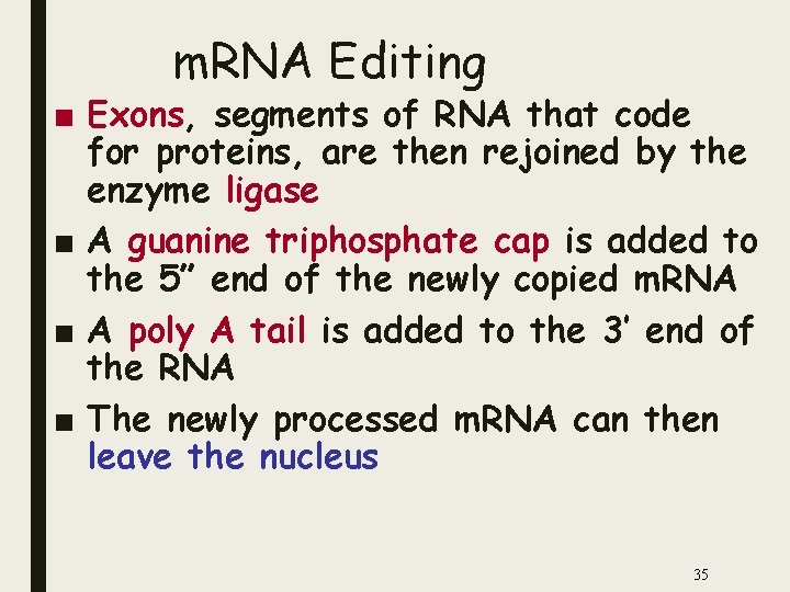 m. RNA Editing ■ Exons, segments of RNA that code for proteins, are then