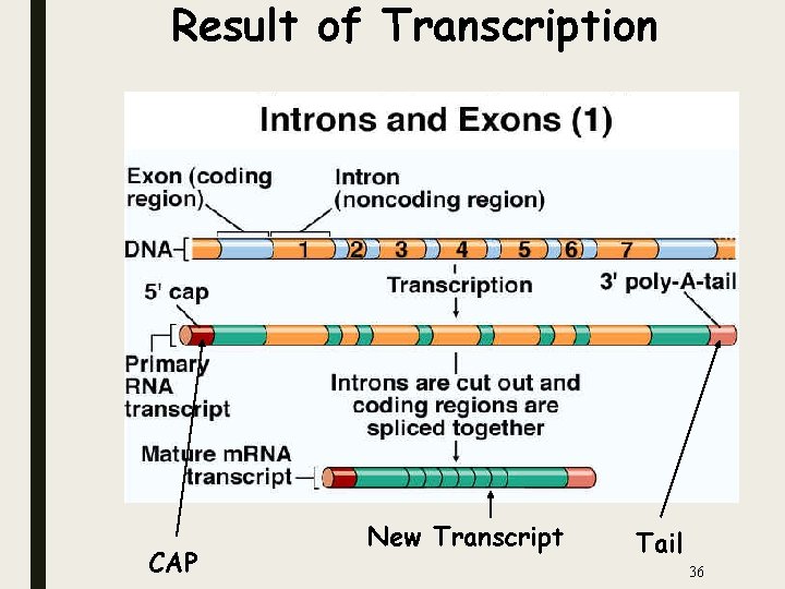 Result of Transcription CAP New Transcript Tail 36 