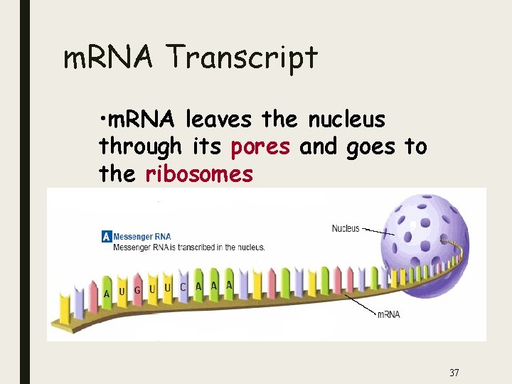 m. RNA Transcript • m. RNA leaves the nucleus through its pores and goes