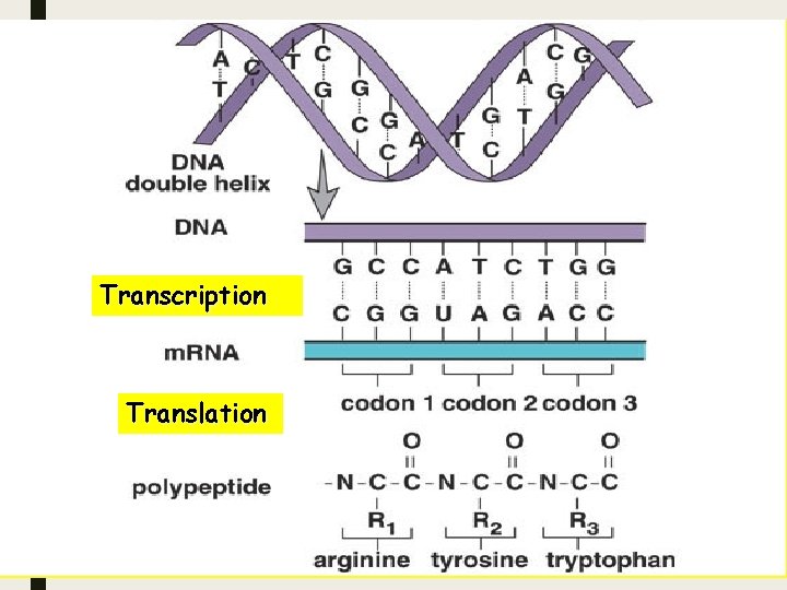 Transcription Translation 39 