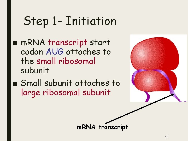 Step 1 - Initiation ■ m. RNA transcript start codon AUG attaches to the