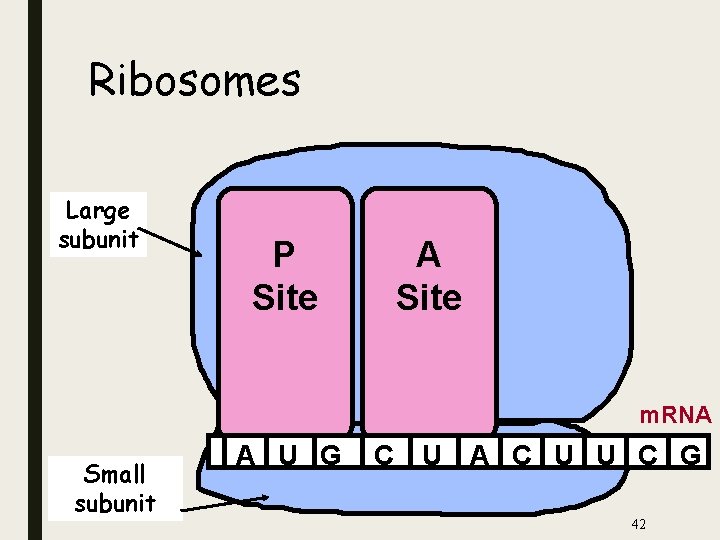 Ribosomes Large subunit P Site A Site m. RNA Small subunit A U G