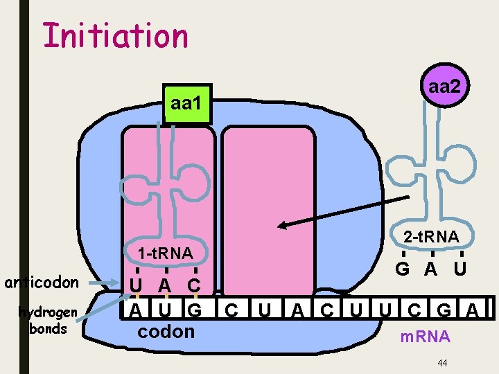 Initiation aa 1 1 -t. RNA anticodon hydrogen bonds U A C A U