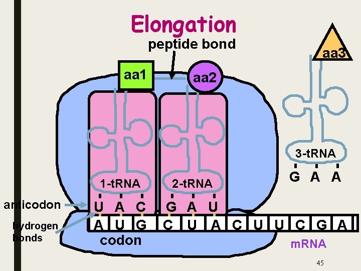 Elongation peptide bond aa 1 aa 3 aa 2 3 -t. RNA 1 -t.