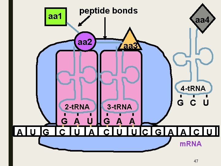 aa 1 peptide bonds aa 2 aa 4 aa 3 4 -t. RNA 2