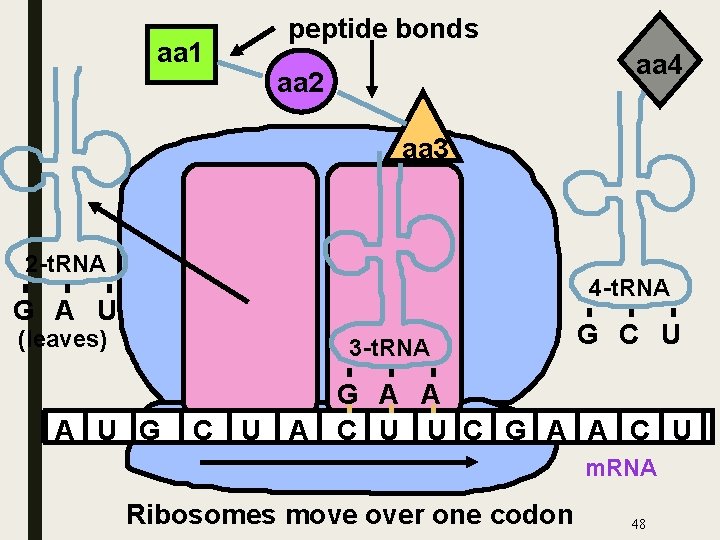 aa 1 peptide bonds aa 4 aa 2 aa 3 2 -t. RNA 4