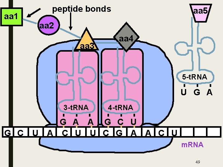 aa 1 peptide bonds aa 5 aa 2 aa 3 aa 4 5 -t.