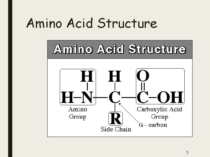 Amino Acid Structure 5 