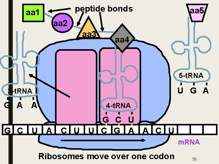 peptide bonds aa 1 aa 5 aa 2 aa 3 aa 4 5 -t.