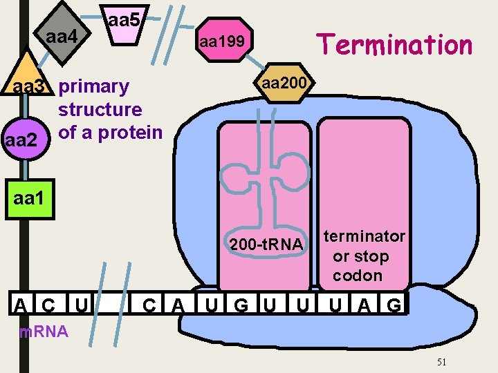 aa 4 aa 5 Termination aa 199 aa 3 primary structure aa 2 of