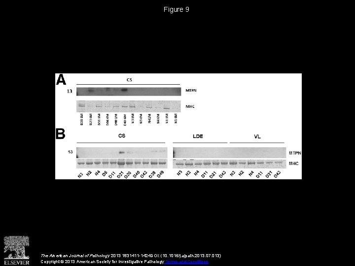 Figure 9 The American Journal of Pathology 2013 1831411 -1424 DOI: (10. 1016/j. ajpath.