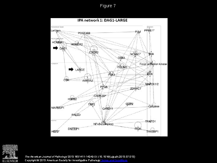 Figure 7 The American Journal of Pathology 2013 1831411 -1424 DOI: (10. 1016/j. ajpath.