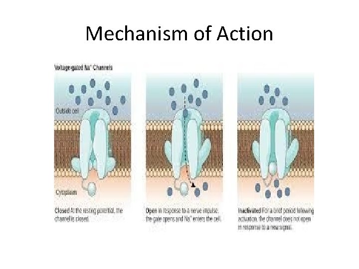 Mechanism of Action 