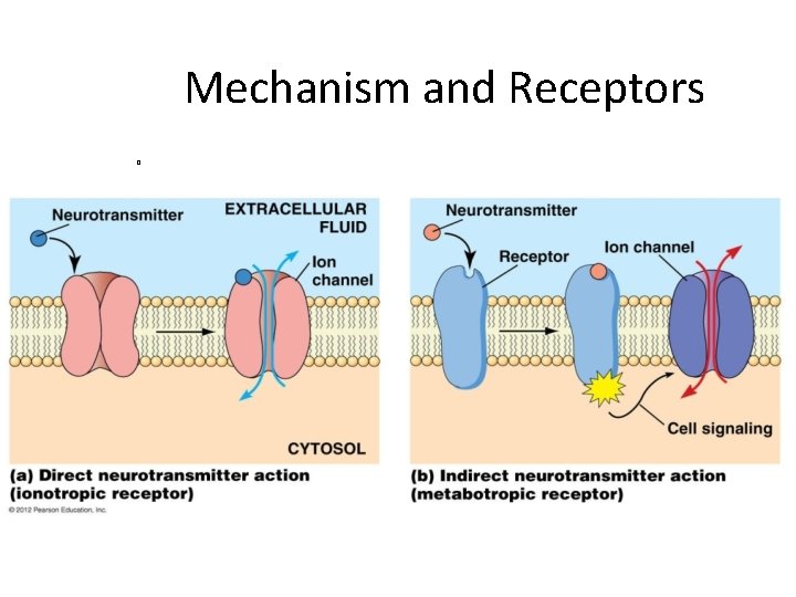 Mechanism and Receptors � 