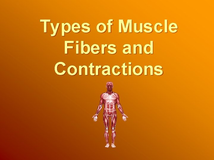 Types of Muscle Fibers and Contractions 