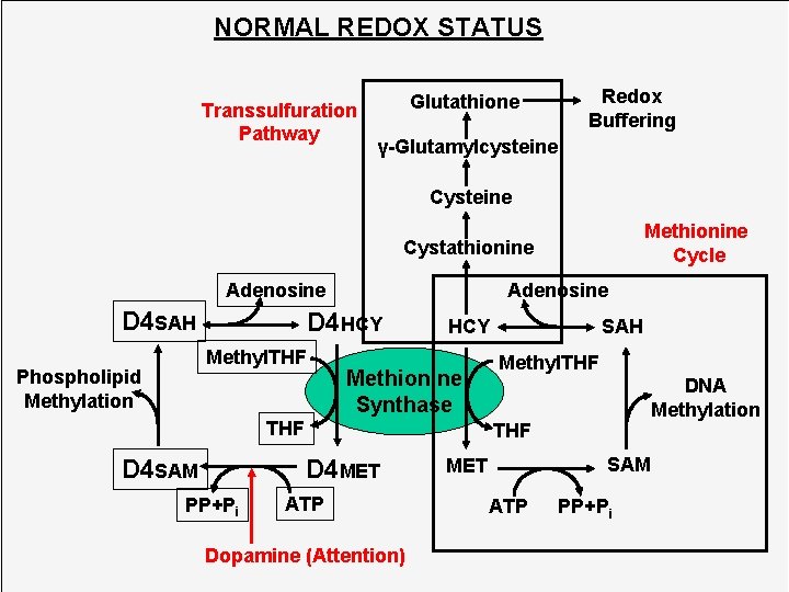 NORMAL REDOX STATUS Transsulfuration Pathway Glutathione Redox Buffering γ-Glutamylcysteine Cysteine Methionine Cycle Cystathionine Adenosine NORMAL REDOX STATUS Transsulfuration Pathway Glutathione Redox Buffering γ-Glutamylcysteine Cysteine Methionine Cycle Cystathionine Adenosine