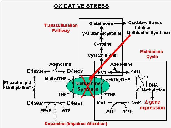 OXIDATIVE STRESS Transsulfuration Pathway Glutathione γ-Glutamylcysteine Oxidative Stress Inhibits Methionine Synthase Cysteine Methionine Cycle