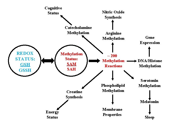 Cognitive Status Nitric Oxide Synthesis Catecholamine Methylation REDOX STATUS: GSH GSSH Methylation Status: SAM