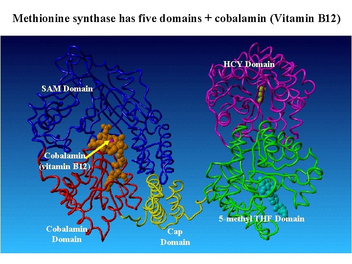 Methionine synthase has five domains + cobalamin (Vitamin B 12) HCY Domain SAM Domain