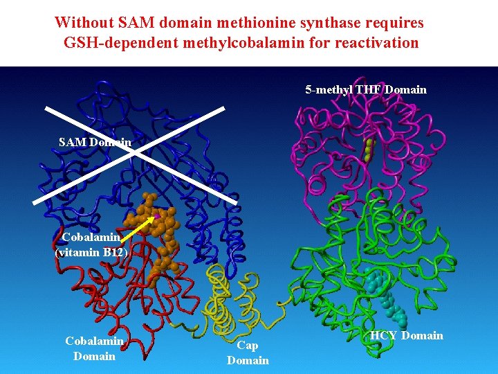 Without SAM domain methionine synthase requires GSH-dependent methylcobalamin for reactivation 5 -methyl THF Domain