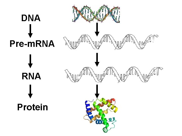 DNA Pre-m. RNA Protein 