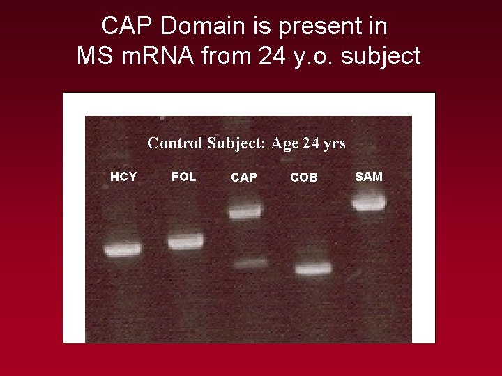 CAP Domain is present in MS m. RNA from 24 y. o. subject Control