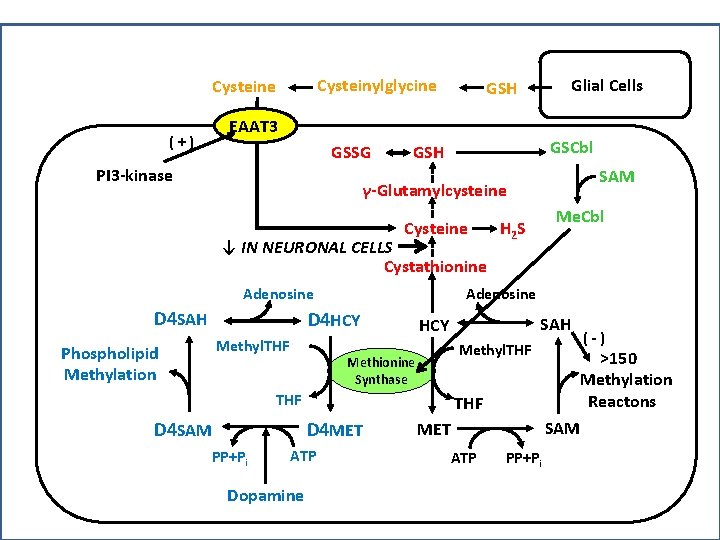 Cysteinylglycine Cysteine Glial Cells GSH EAAT 3 (+) GSSG PI 3 -kinase GSCbl GSH