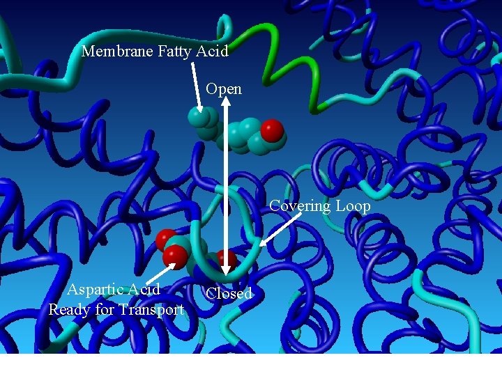 Membrane Fatty Acid Open Covering Loop Aspartic Acid Ready for Transport Closed 