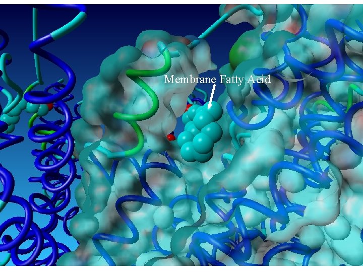 Membrane Fatty Acid Membrane Fatty Acid