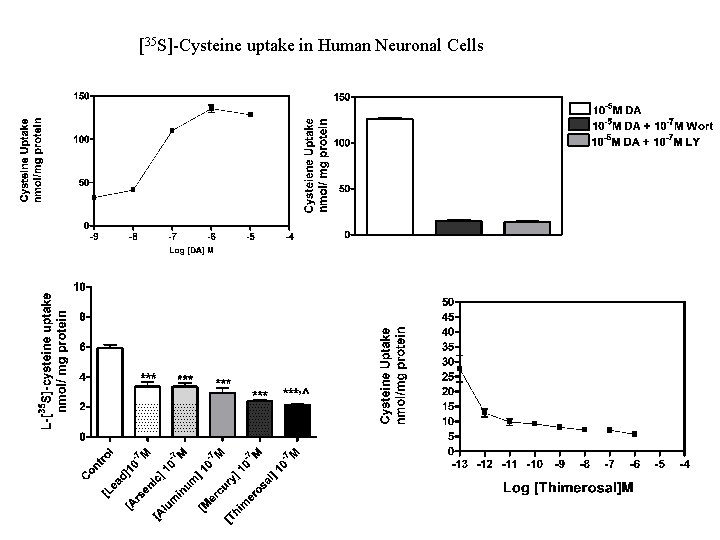 [35 S]-Cysteine uptake in Human Neuronal Cells 