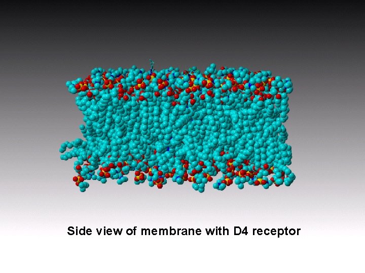Side view of membrane with D 4 receptor Side view of membrane with D 4 receptor