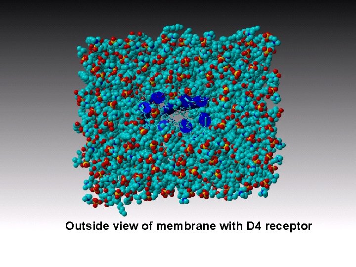 Outside view of membrane with D 4 receptor Outside view of membrane with D 4 receptor