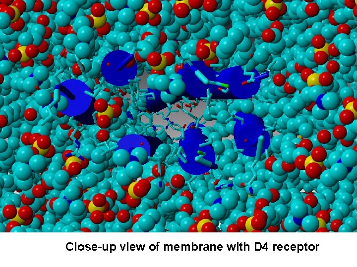 Close-up view of membrane with D 4 receptor Close-up view of membrane with D 4 receptor