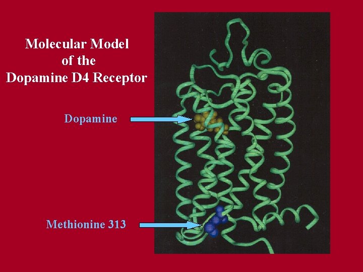 Molecular Model of the Dopamine D 4 Receptor Dopamine Methionine 313 Molecular Model of the Dopamine D 4 Receptor Dopamine Methionine 313