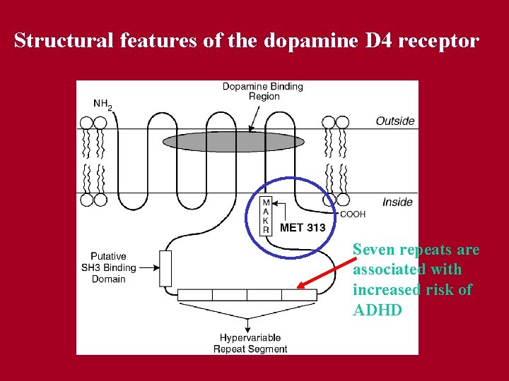 Structural features of the dopamine D 4 receptor Seven repeats are associated with increased Structural features of the dopamine D 4 receptor Seven repeats are associated with increased